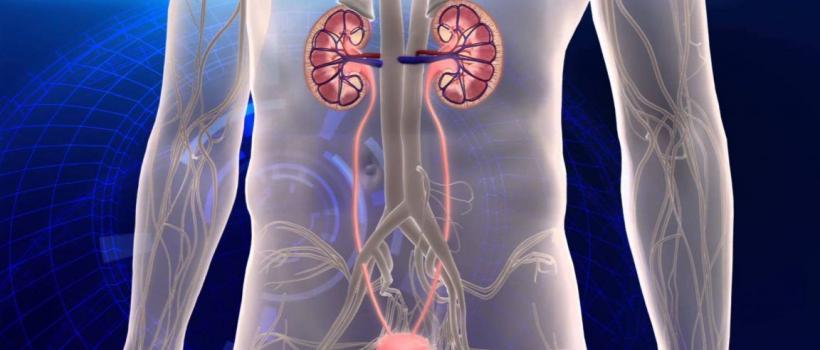 Urinary Tract Infection Therapeutic Market 