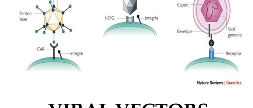 Viral Vector