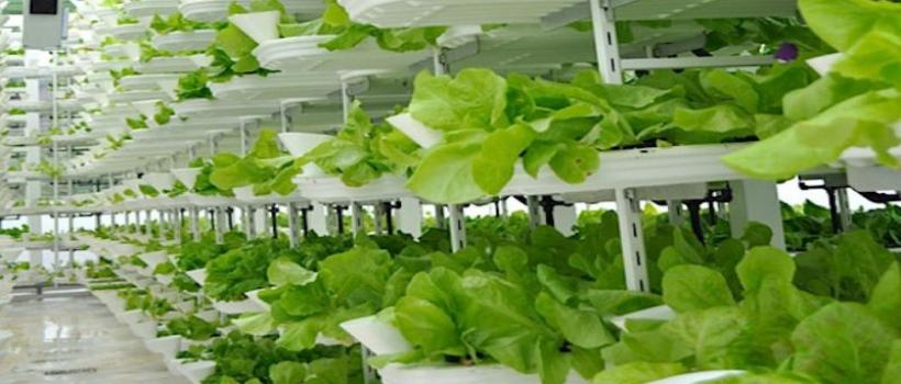 Vertical Farming Market 