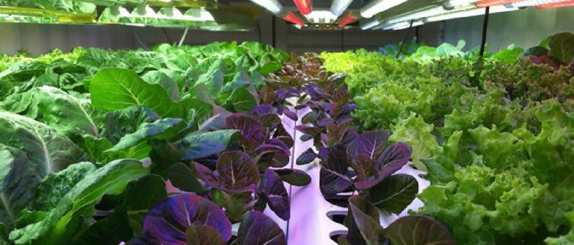 Vertical Farming, Plant Factory Industry