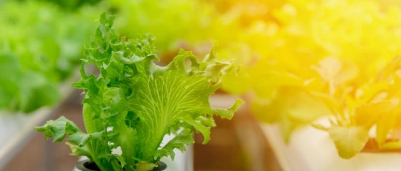 Vertical Farming Market Professional Survey Report 2017