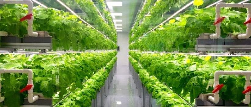Vertical Farming 