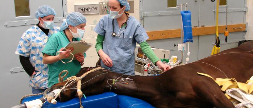 Veterinary Anesthesia Market