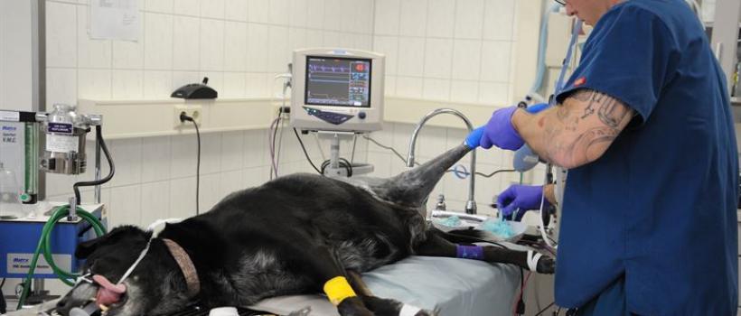Global Veterinary Capital Equipment Market 