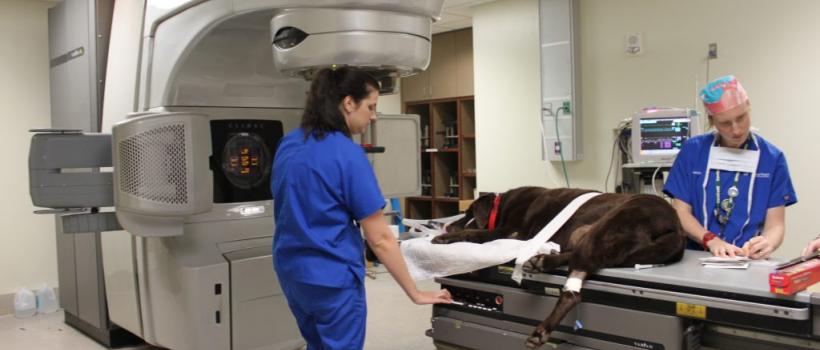 Veterinary Oncology Market