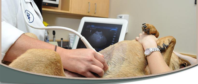 Veterinary Ultrasound Market