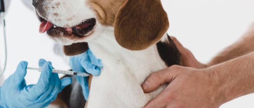 Veterinary Vaccines Market