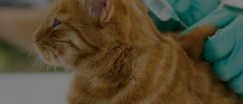 Veterinary Vaccines