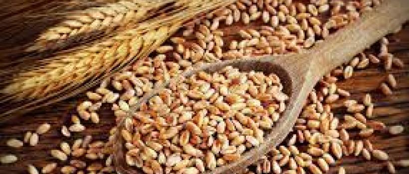 Wheat Protein (Wheat Gluten)
