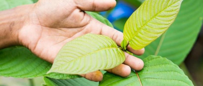 White Vein Maeng Da Kratom