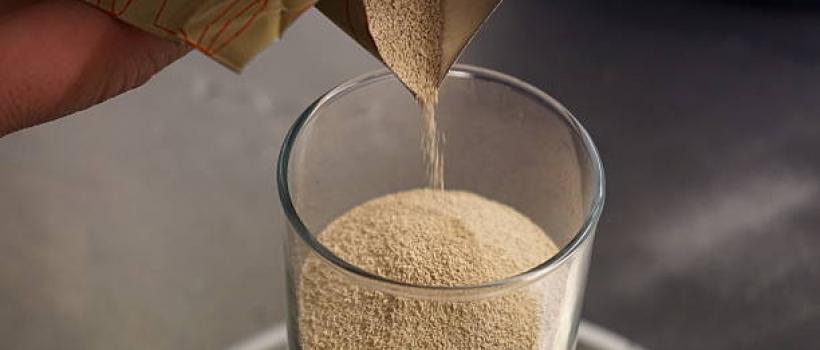 Yeast Powder Market 
