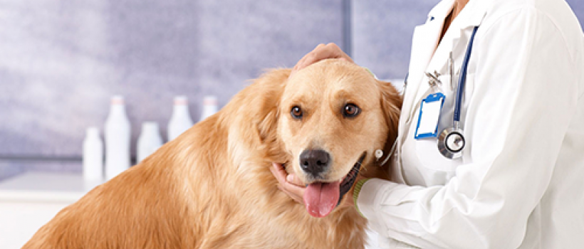 Veterinary Doctors in Malad West, Mumbai