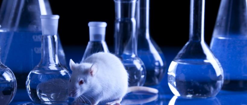 Animal Biotechnology