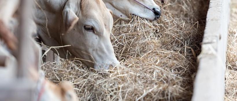 Animal Feed Market 