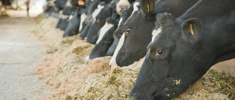 Animal Food Manufacturing Market