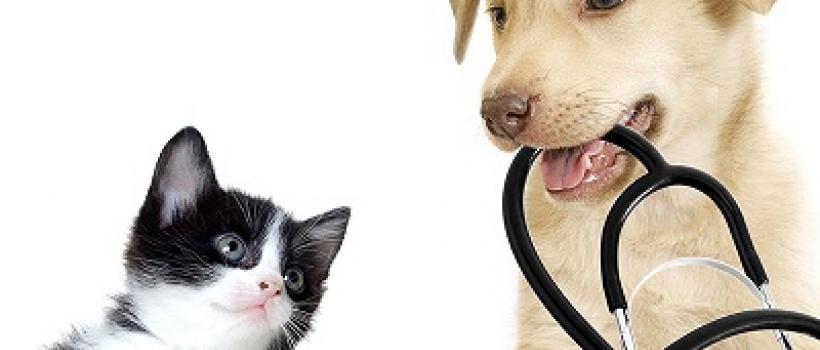 Global Animal Health Market