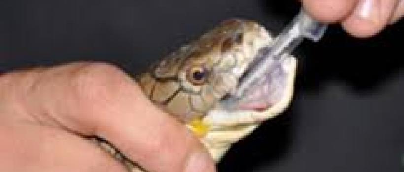  Antivenom Market