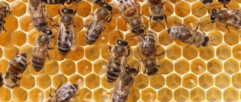 Apiculture Market