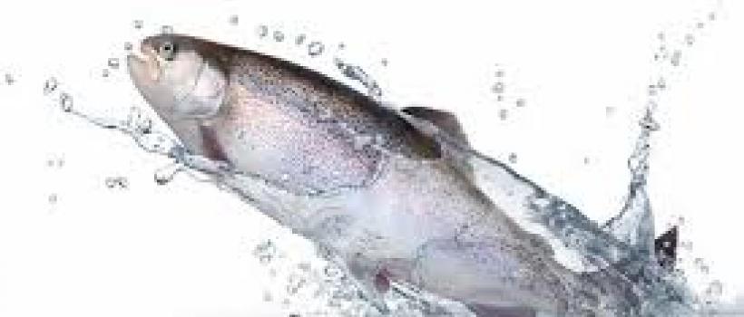 Aquafeed Market