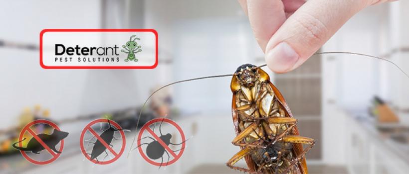 Pest Control Adelaide