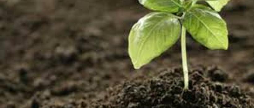Biofertilizer Market Industry, Analysis, Size, Share, Report & Forecast 2019-2024
