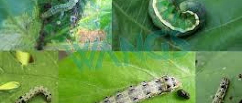 Biological Insecticide