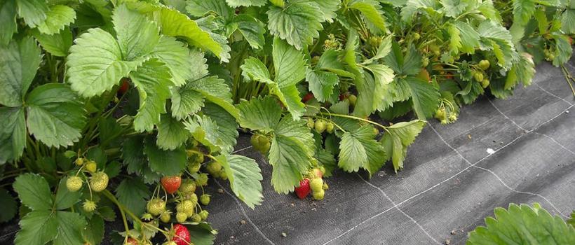 Biofungicides Market