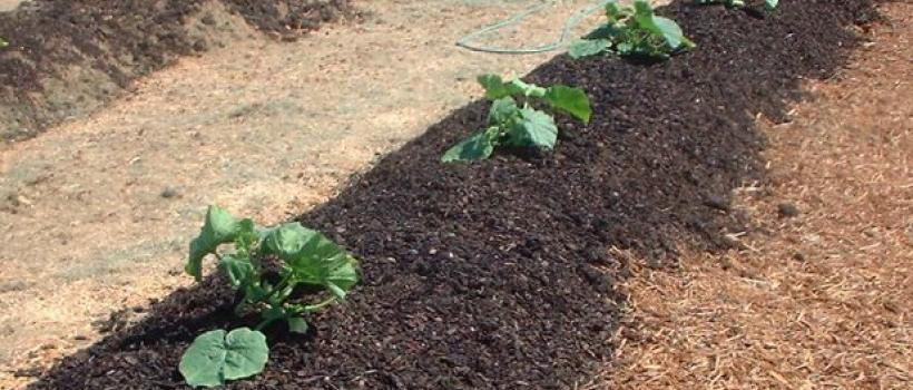 Biosolids Market