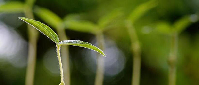  Biostimulants Market | PBIGP