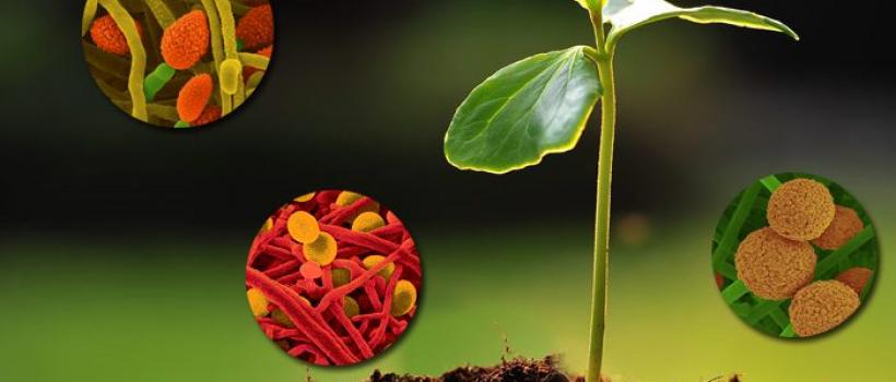 Biostimulants Market