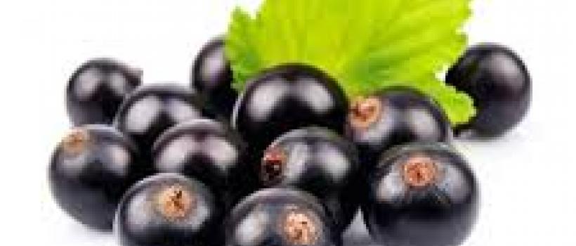 Tissue Cultured Date Palm Market