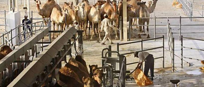 global camel dairy market