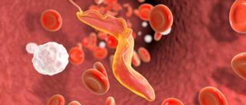 Chagas Disease 
