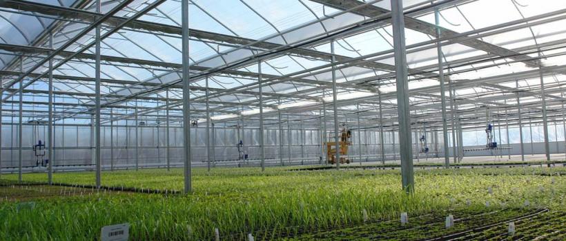 Commercial Greenhouse Market 2020-2025