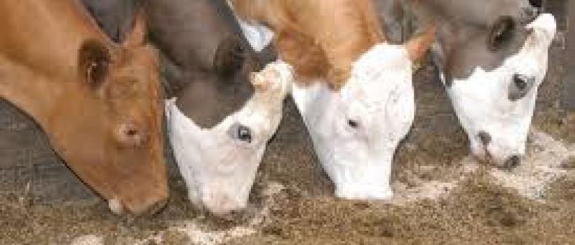Dairy Cattle Feed Market