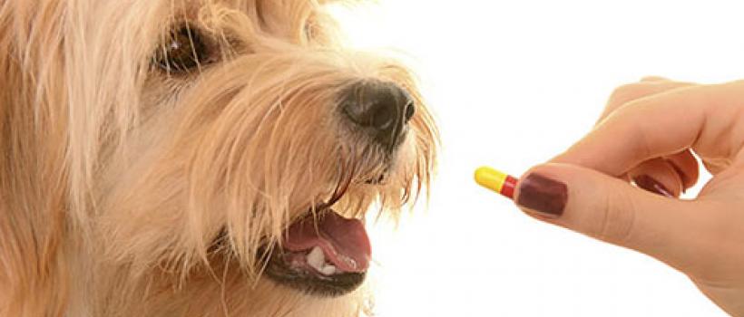 Pet Clinics in Malad West, Mumbai