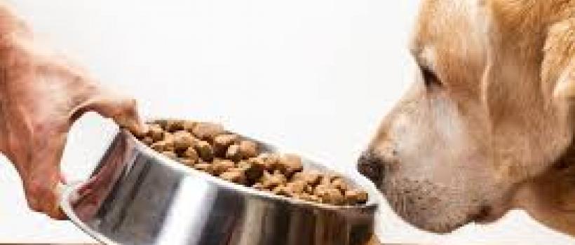 Dog Food Market Size, Share, Industry, Trends,Price, Outlook & Report 2019-2024