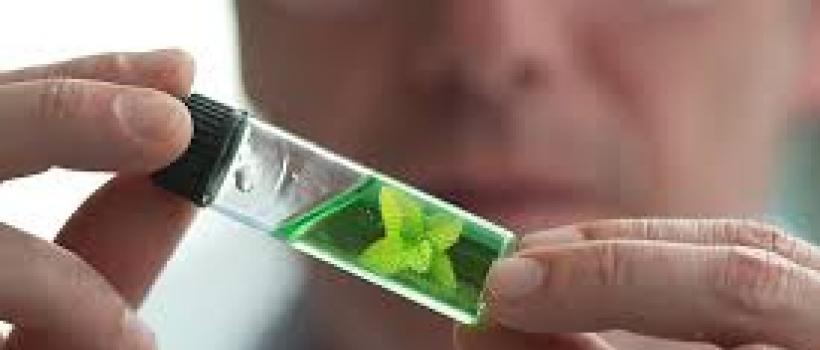 Feed Phytogenics Market 2025