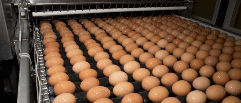 Egg Processing Market