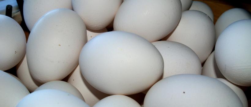 Egg Processing Market