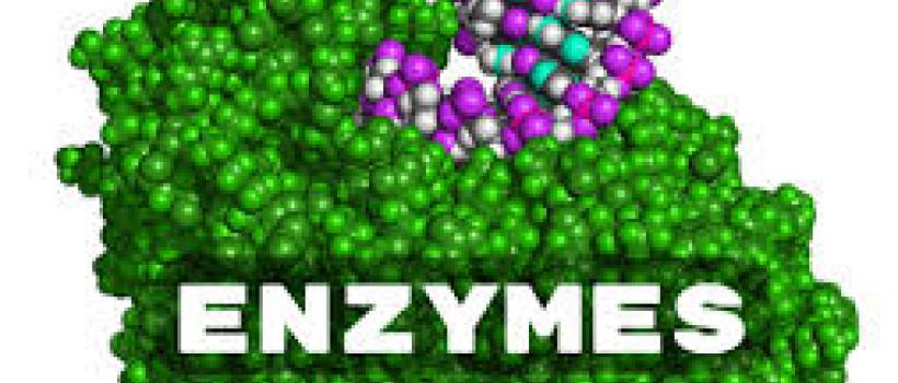 Europe Enzymes Market Trends, Growth, Industry, Report and Forecast 2019-2024