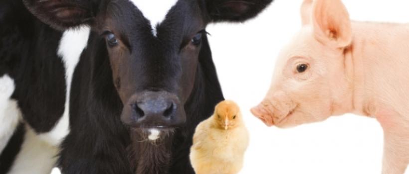 North America Eubiotics Market 