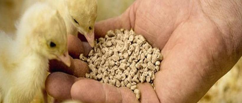 Eubiotics Market