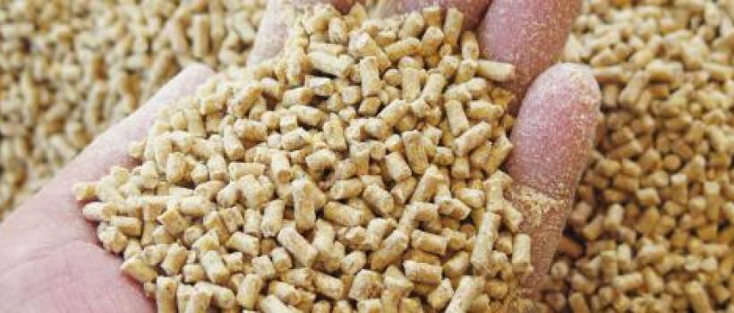 Feed Additives Market 2024
