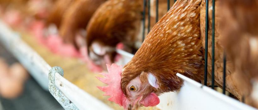 Feed Additives Market 