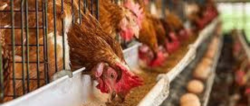 Feed Palatability Enhancers And Modifiers Market