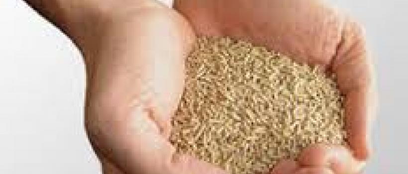 Feed Premix Market