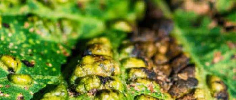 Fungicides Market