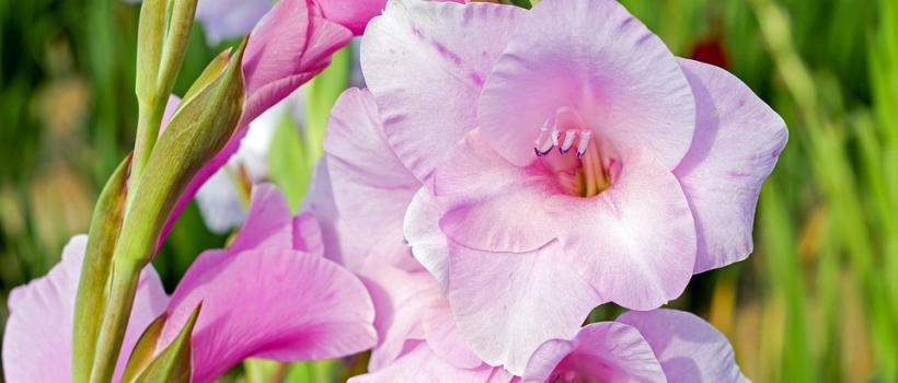 Gladiolus