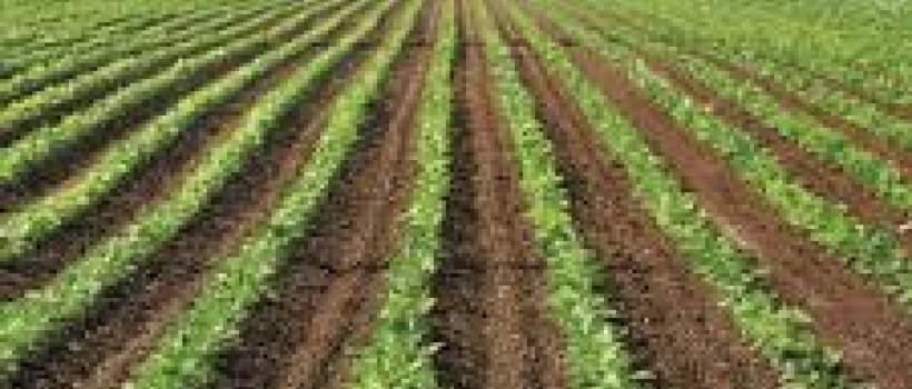 Global Agricultural Insurance Market